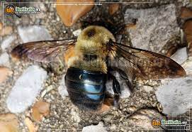 Carpenter bees cause alarm because they are large insects ���� up to about an inch long � resembling bumble bees, the territorial males harass humans and other animals that enter their. Eastern Carpenter Bee Xylocopa Virginica