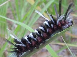 Image result for Pycnostachys orthodonta