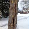 This is a common issue with many varieties of trees and is typically noticed early in a tree's life. 1