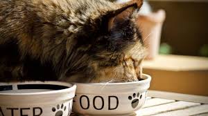 Grain Free Cat Food Choosing Affordable Grain Free Food For Your Kitty