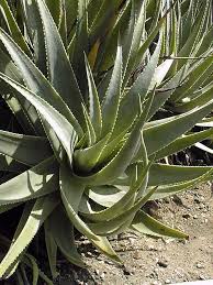 Image result for Aloe bukobana