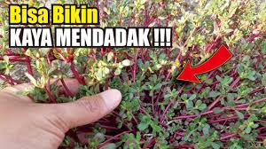 Hormon giberilin dan auksin yang terdapat dalam bawang merah tergolong cukup tinggi, hormon inilah yang berperan penting sebagai perangsang tumbuh pada tanaman. Aaaanjai Ngeprrank Beli Obat Perangsang Indomaret Eps 01 By Wong Nekat