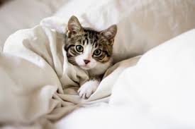 Kedi Evi Yapimi Hakkinda Bilmeniz Gerekenler Zingat Blog