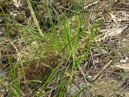 Image result for Rhynchospora holoschoenoides