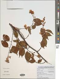 Image result for Sarcophrynium schweinfurthianum