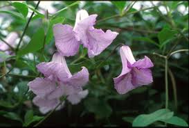 Clematis alpina is a native species from the european alps which is now grown as multiple different cultivars offering a range of colors. Clematis Betty Corning Taylors Clematis