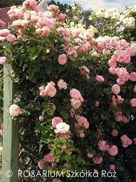 pin by azra z on 41 gardening flowers flower garden flowers photography rose bush