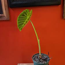 Image result for Remusatia