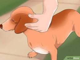 Come by and check my miniature dachshund kennel out, and see my puppies. 3 Ways To Make Your Wiener Dog Happy Wikihow