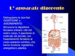 You can use powershow.com to find and download example online powerpoint ppt presentations on just about any topic you can imagine so you can learn how to improve your own slides and. L Apparato Digerente Ppt Scaricare