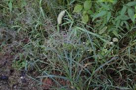 Image result for Lipocarpha chinensis