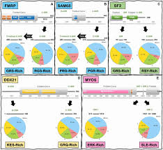 Maybe you would like to learn more about one of these? Frontiers A Tale Of Loops And Tails The Role Of Intrinsically Disordered Protein Regions In R Loop Recognition And Phase Separation Molecular Biosciences