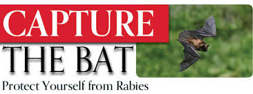 Technically maybe, depending on where you live and what kind of licensure and resources you have. Capture The Bat Albany County Ny