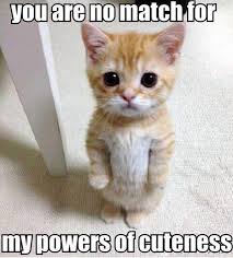 23 Funniest Cat Memes Making You Laugh Out Loud Funny Animal Pictures Cute Animals Cute Animal Pictures