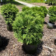 Image result for Hetaeria occidentalis