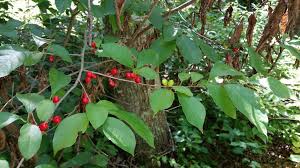 Image result for Buchnera usuiensis