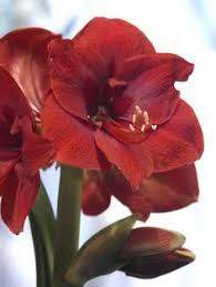 Pin On Amaryllis