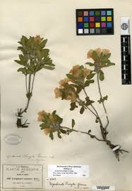 Image result for Dyschoriste tanganyikensis