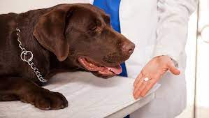 Prednisone And Prednisolone For Dogs Uses Dosage And Side Effects Dogtime Aspirin For Dogs Dog Benadryl Melatonin For Dogs