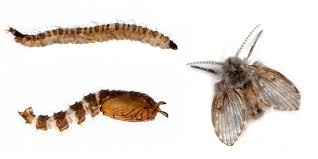 get rid of the pesty drain flies in