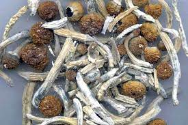 Psilocybin Mushrooms Put Magic Back In The Life Of St John S Woman With Bipolar Disorder Local News The Telegram