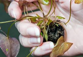 Maybe you would like to learn more about one of these? How To Care For A Dwarf Aquarium Lily Nymphaea Stellata Aquarium Co Op
