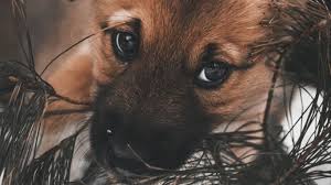 Feel free to use these aesthetic anime desktop images as a background for your pc, laptop, android phone, iphone or tablet. Cute Dog Wallpaper Hd For Laptop Dogs Life Beds