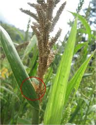 Image result for Echinochloa frumentacea