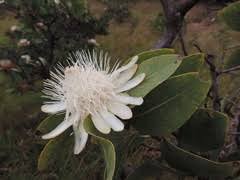 Image result for Protea madiensis