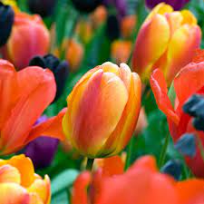Tulips are a timeless symbol of joy and rebirth. 10 Ways To Make Tulips Return Diy