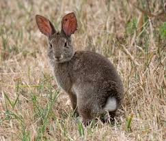 Image result for Leptoderris nobilis