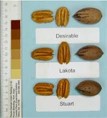 Pecan Varieties For Georgia Orchards Uga Cooperative Extension