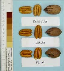 pecan varieties for georgia orchards uga cooperative extension