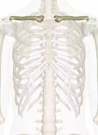Così da poter individuare eventuali dolori e sapere esattamente di cosa si tratta. Clavicola Corpo Umano Anatomia Funzione Frattura E Dolore