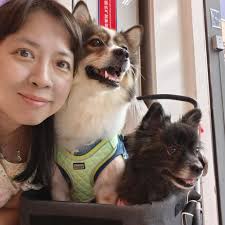 潮式凍烏頭配泰式酸辣汁： 潮州食法係用普寧豆醬，但我覺得偏咸，所以cross over個酸酸辣辣嘅汁來食，夏天食真係好爽，零負擔嘅感覺！  凍食烏頭係唔需要打鱗，所以魚肉可以保持到好滑，原汁原味呀