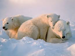 A little positive motivation, physical fitness and team play goes a long way. Polar Bears Ocean Connections