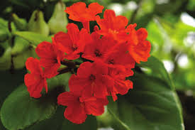 Image result for Gomphocarpus tenuifolius