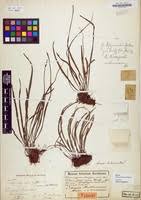 Image result for Vittaria elongata