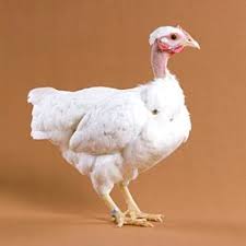 Big Birds That Look Like Turkeys Pin On All Things Chicken