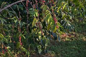 Image result for Coffea sp. A
