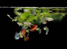 Keeping Bettas: How To Care For A Betta Fish — Buce Plant