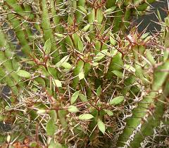 Image result for Euphorbia griseola