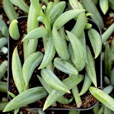 Image result for Senecio viminalis