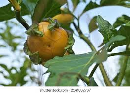 Image result for Solanum macrocarpon