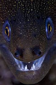By Tahiticed On Flickr Beautiful Sea Creatures Sea Animals Ocean Creatures