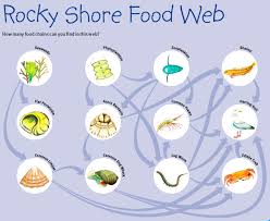 Some studies show that smallmouth bass are actually feeding on the invasive round goby—another change in the food web. Seashore Rocky Shore Food Web Young People S Trust For The Environment