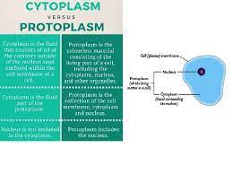 It does have additional structures, a rigid cell wall, central vacuole, plasmodesmata, and chloroplasts. Animal And Plant Cells Lesson 2 Structure Of