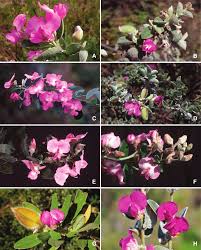 Image result for Podalyria