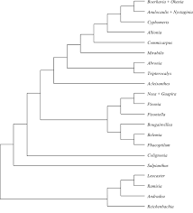 Image result for Pandiaka welwitschii