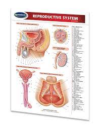 Reproductive System Study Guide Quick Reference Resource